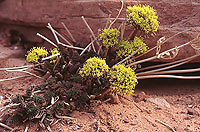 Apiacease Lomatium Parryi